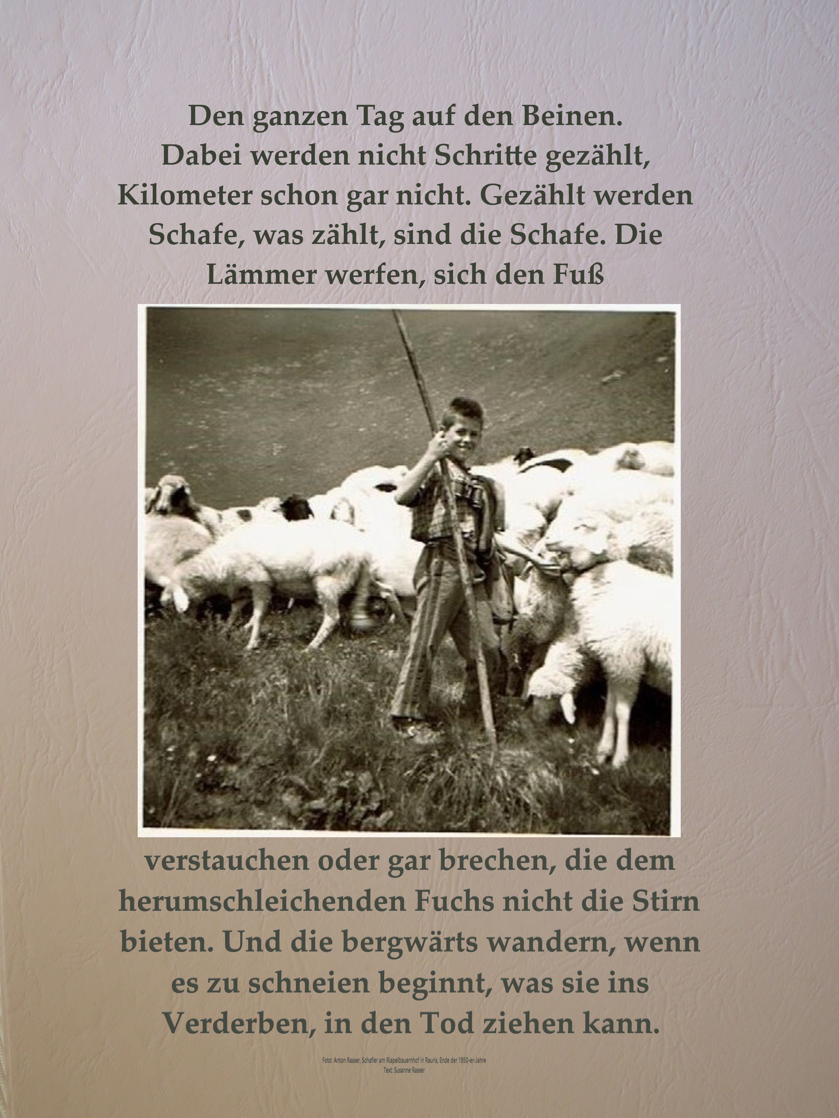 Schaf Ausstellung